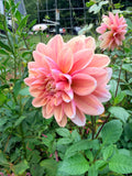 Tropical Dream Dahlia Tuber 🇦🇺