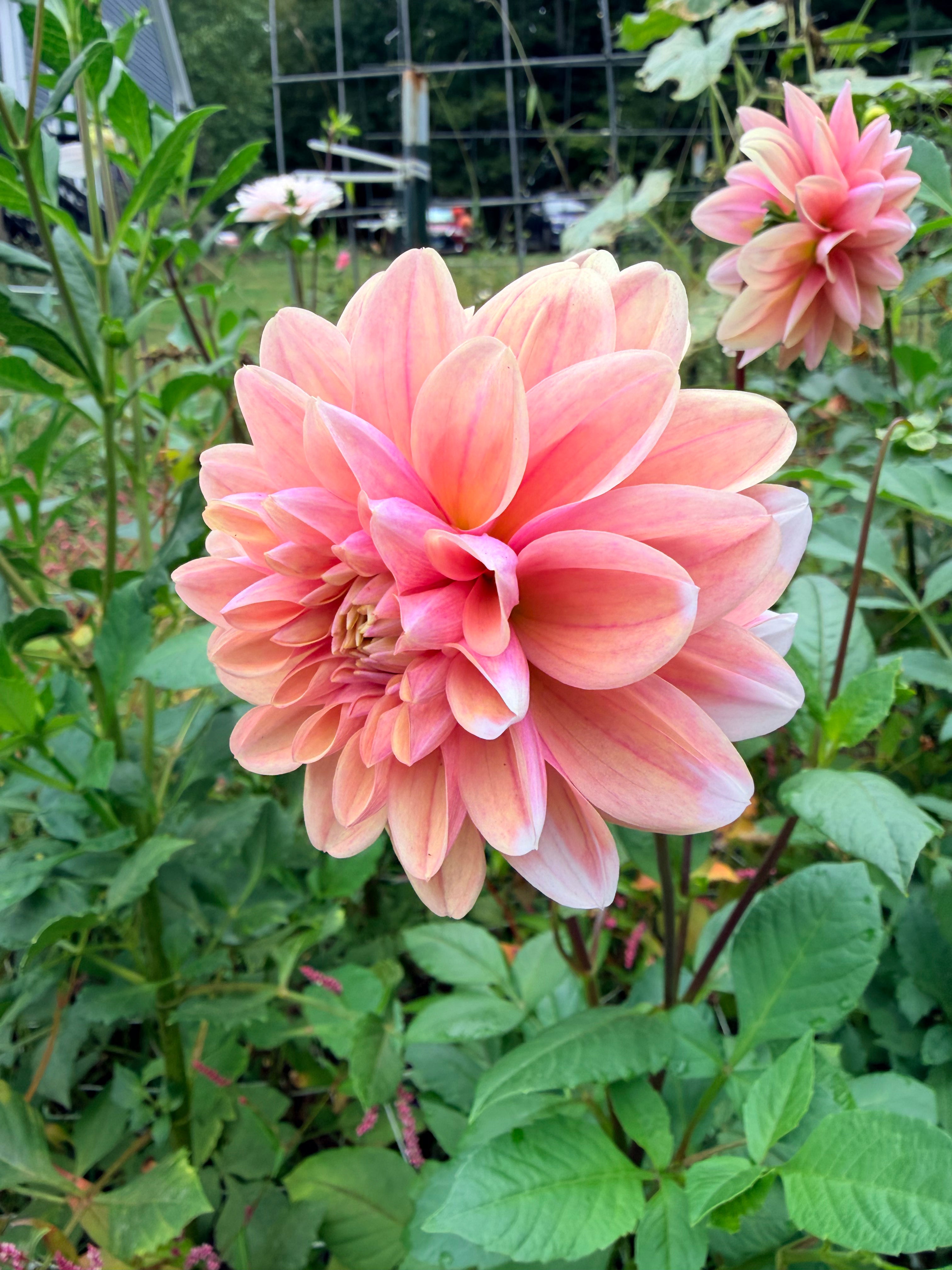 Tropical Dream Dahlia Tuber 🇦🇺