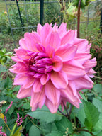 La Belle Epoque Dahlia Tuber
