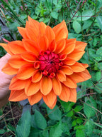 Misses Trucella Dahlia Tuber