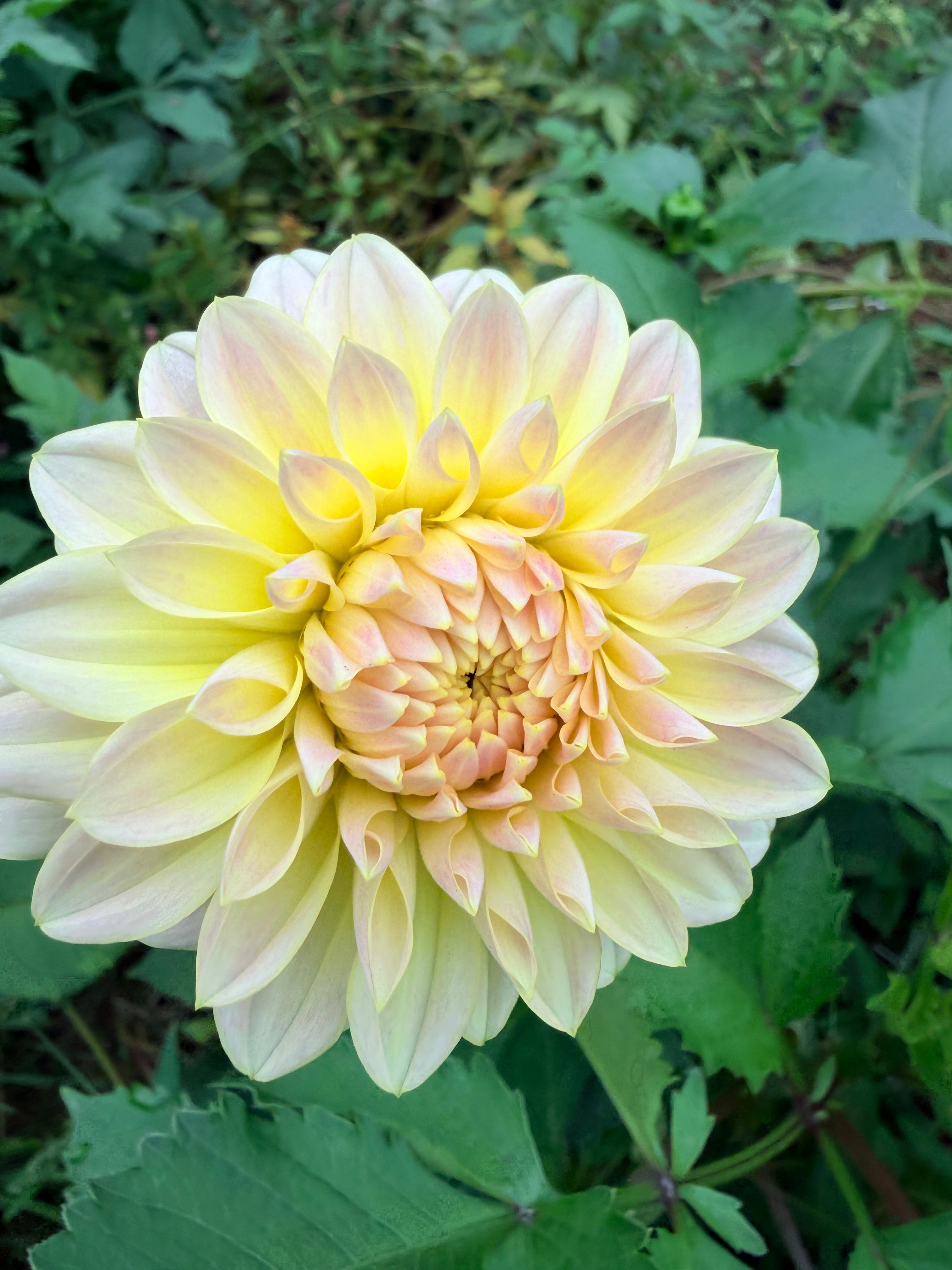 Lee's Cookie Dahlia Pot Tuber