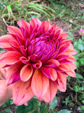 Bell's Naima Dahlia Tuber