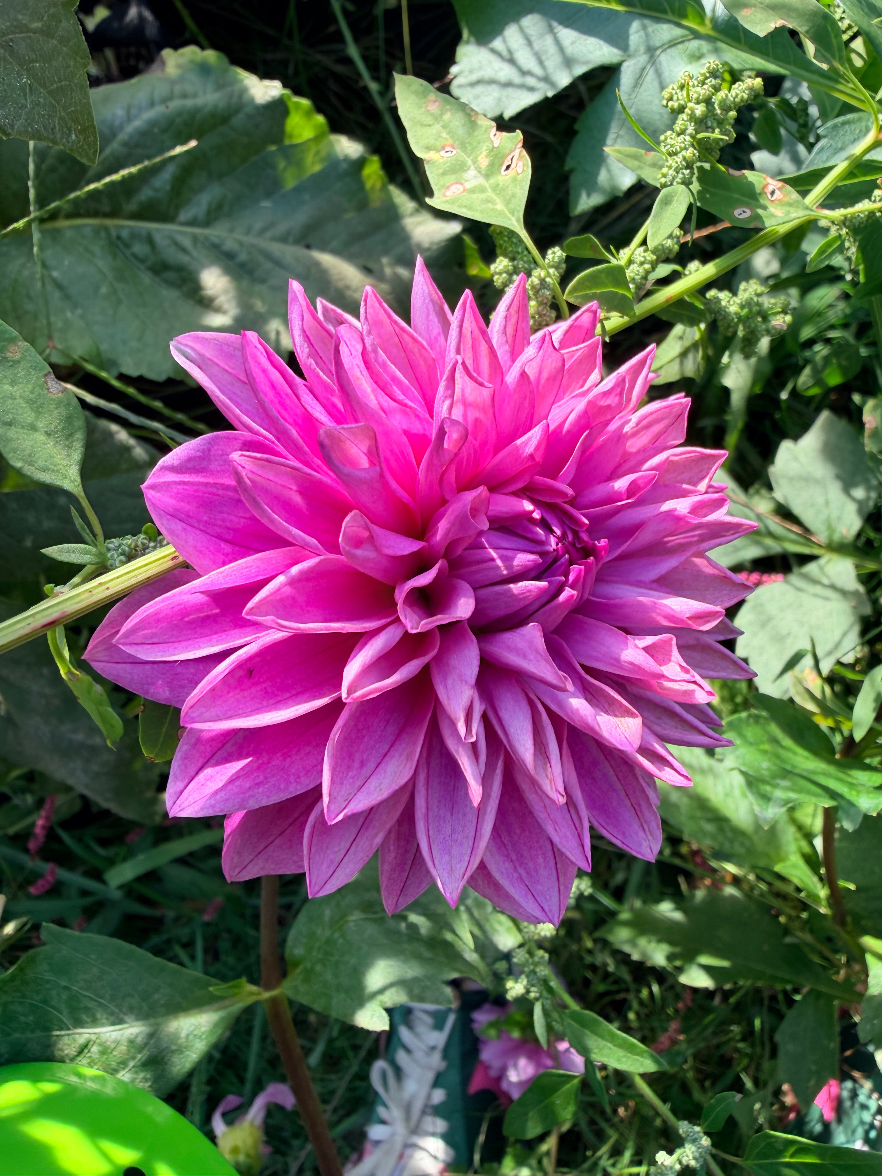 Lee's Flute Loop Lilac Dahlia Tuber