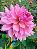 La Belle Epoque Dahlia Tuber