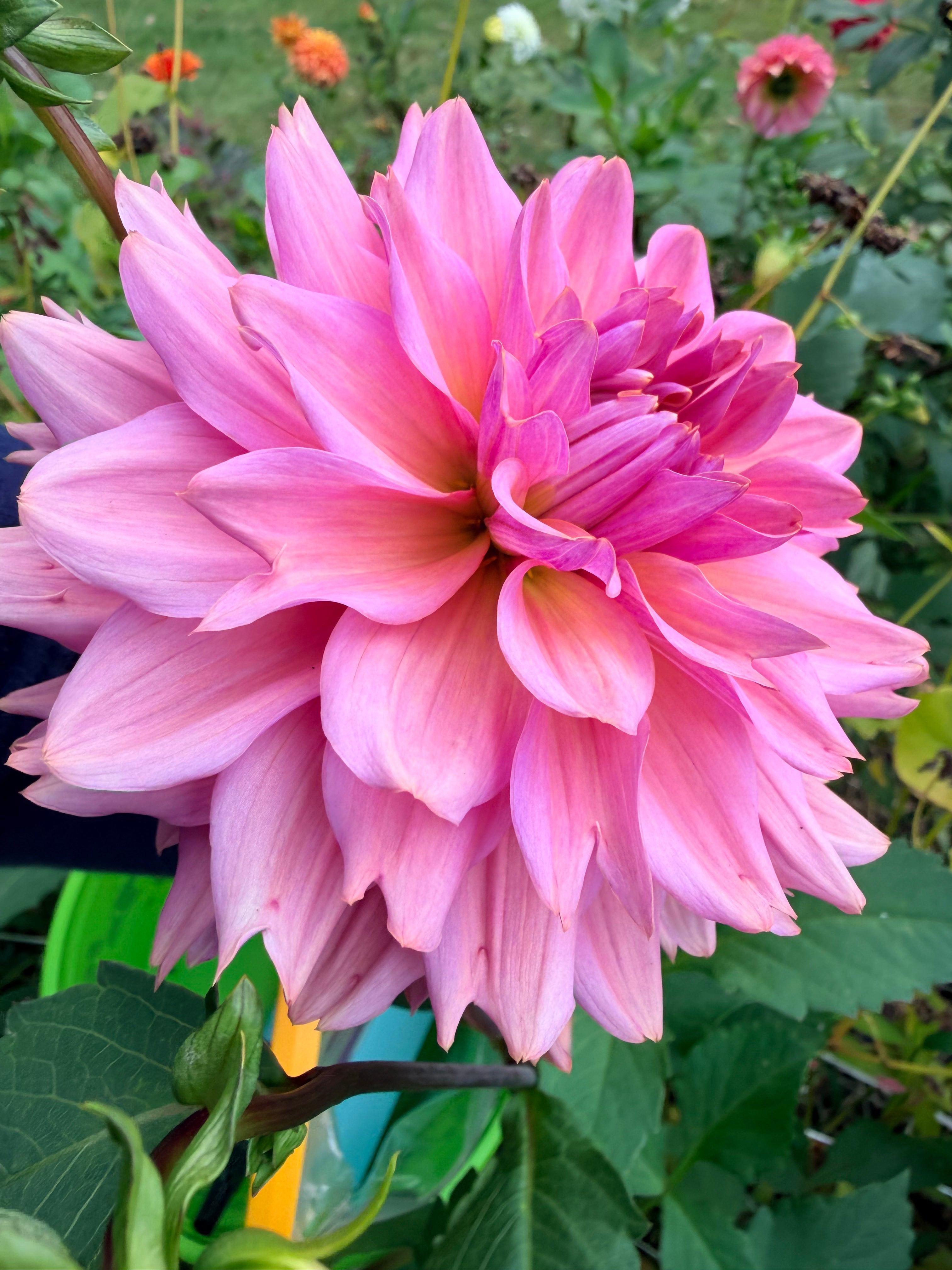 La Belle Epoque Dahlia Tuber