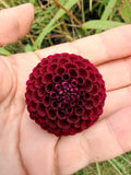 Rocco Dahlia Tuber