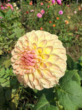 Jamie's Lucky Number 7 Dahlia Tuber