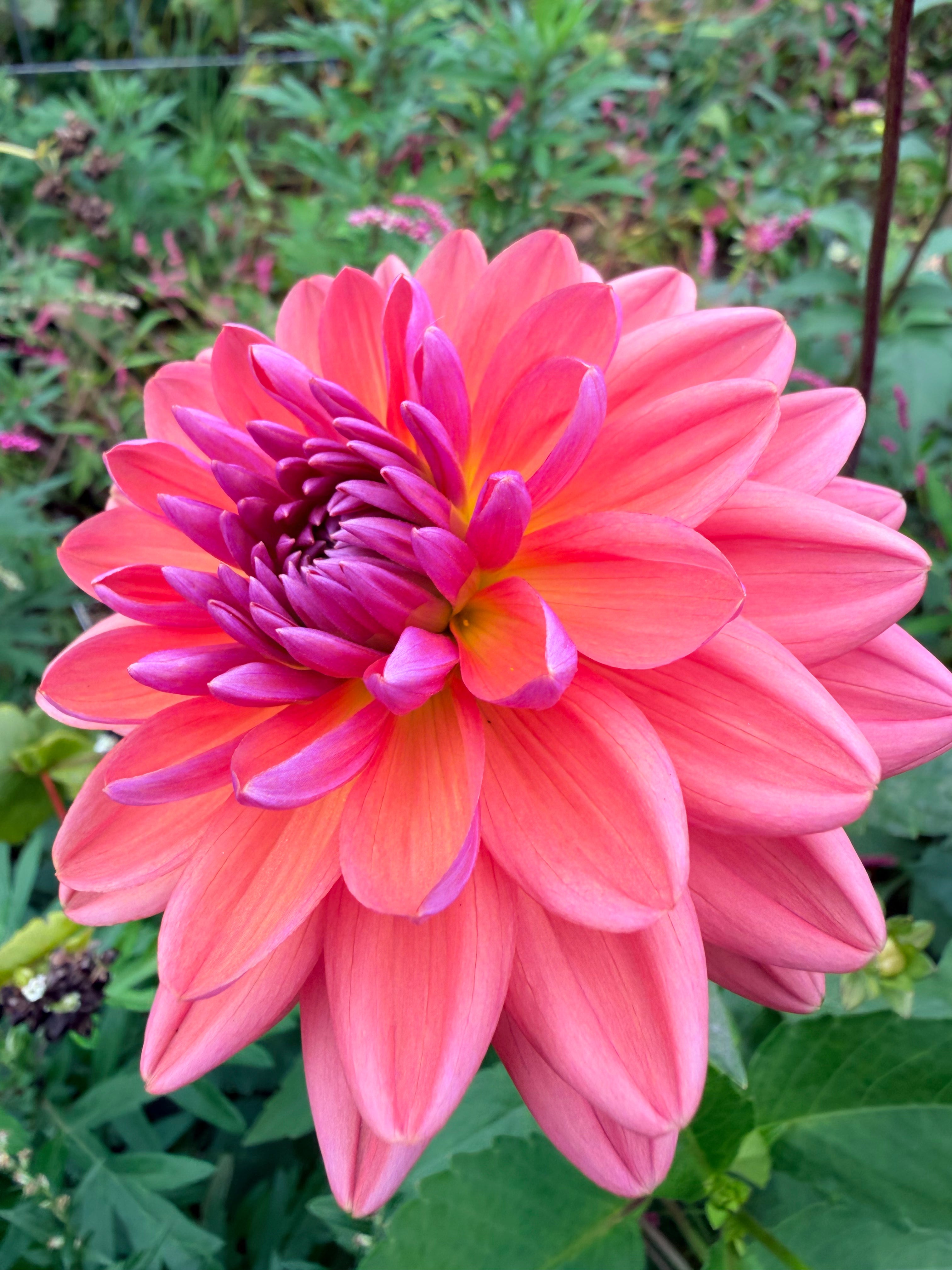 Dutch Pearl Dahlia Tuber