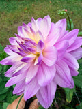 Hollyhill Leda Dahlia Tuber