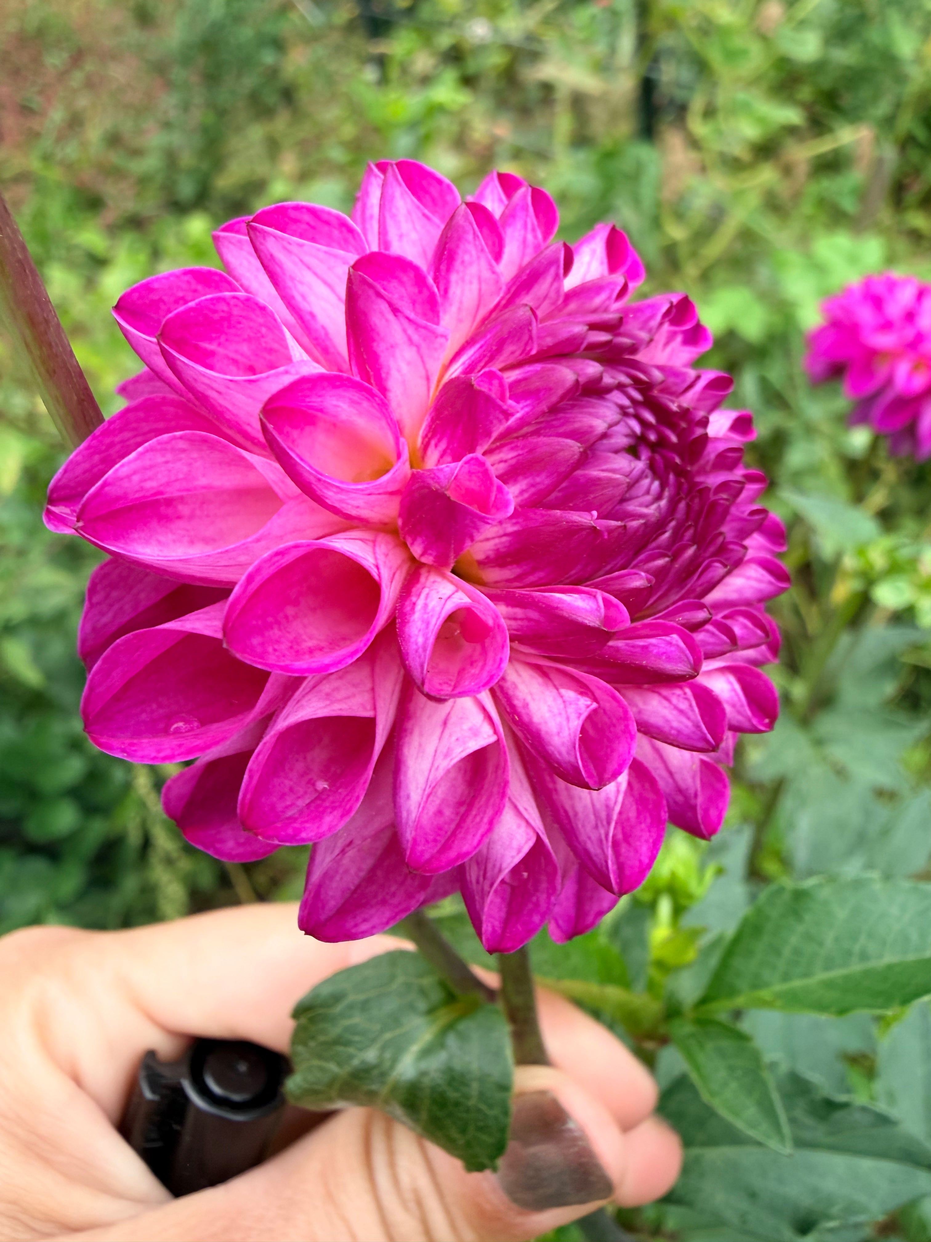 Roe Ube Charm Dahlia Tuber