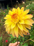 Verrone's Taylor Swift Dahlia Tuber