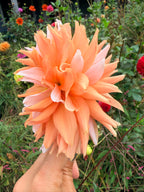 Lee's Two Step Dahlia Tuber