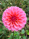 Lee's Clayson Dahlia Tuber