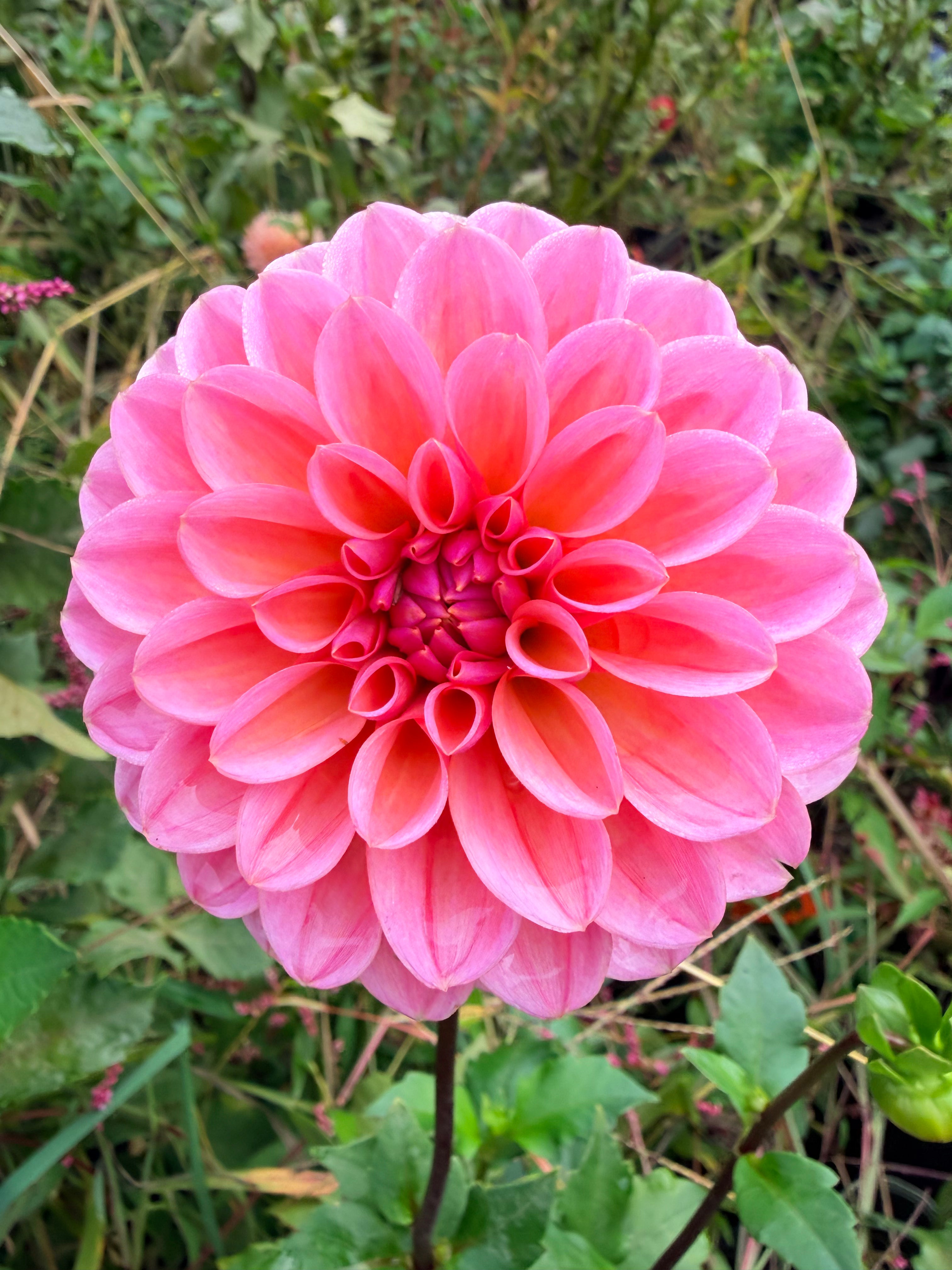 Lee's Clayson Dahlia Tuber