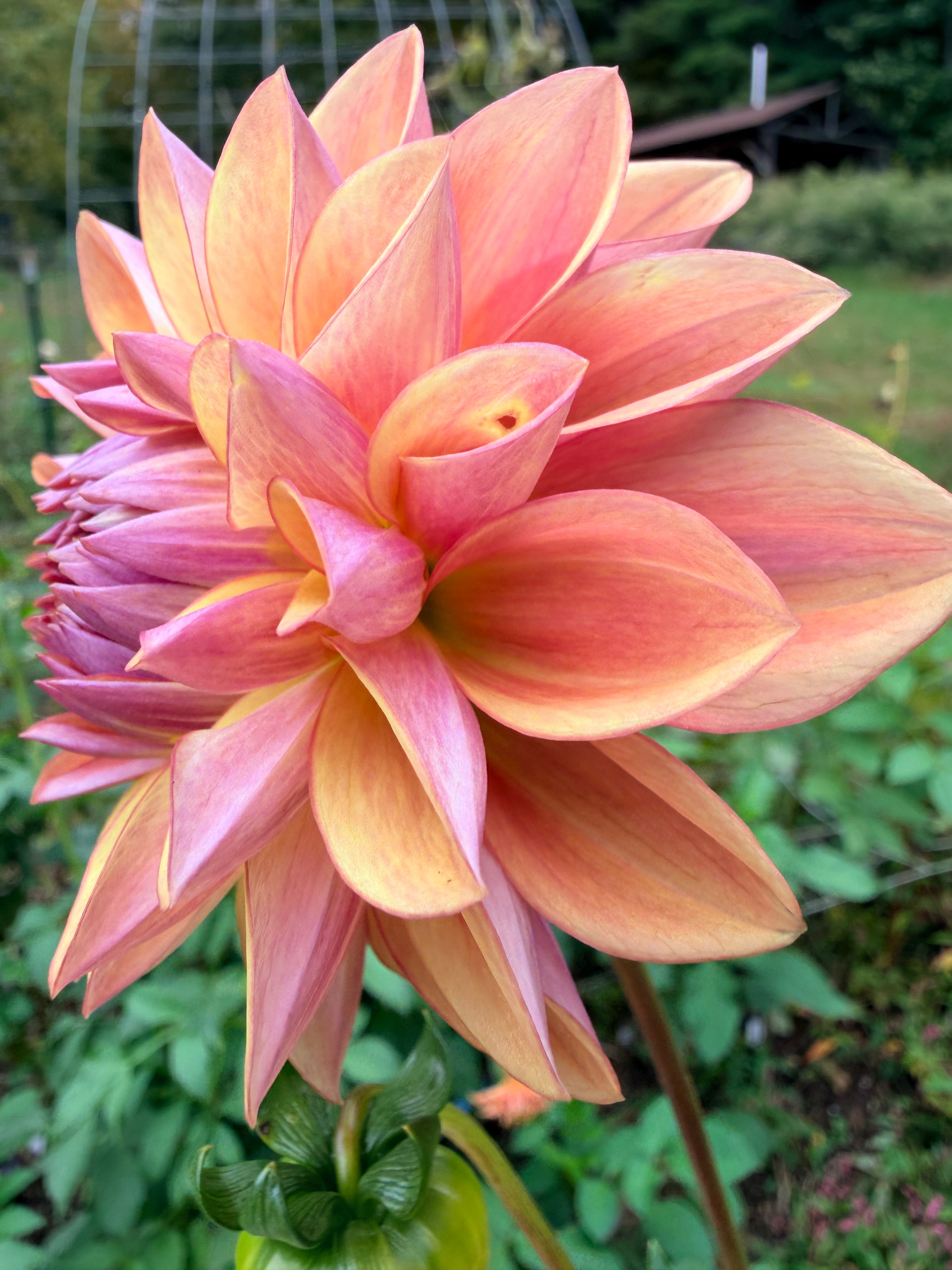 Dusty Beauty Dahlia Tuber