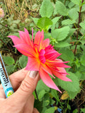Millie's Sunrise Dahlia Tuber