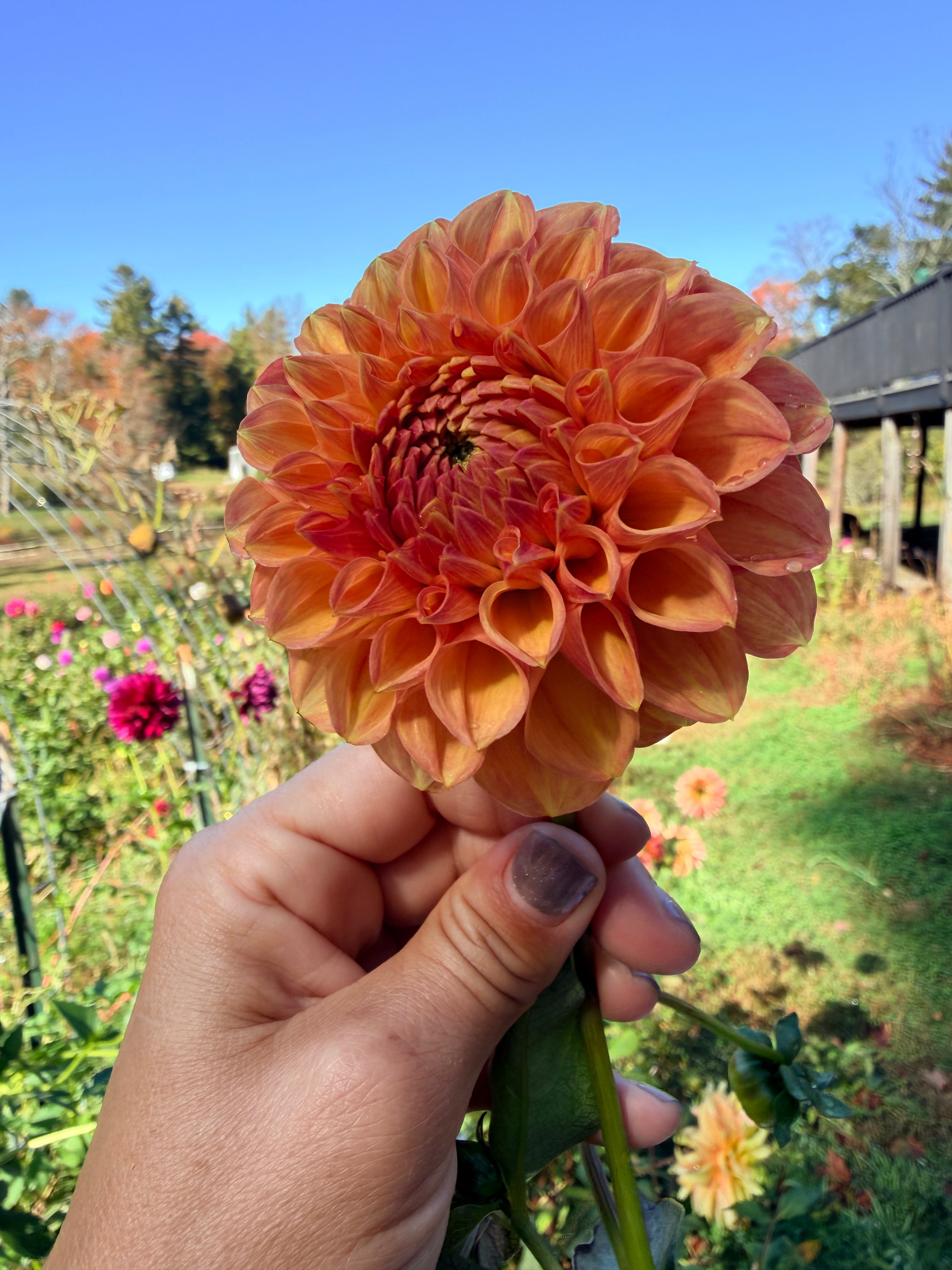Autumn Times Dahlia Tuber 🇦🇺