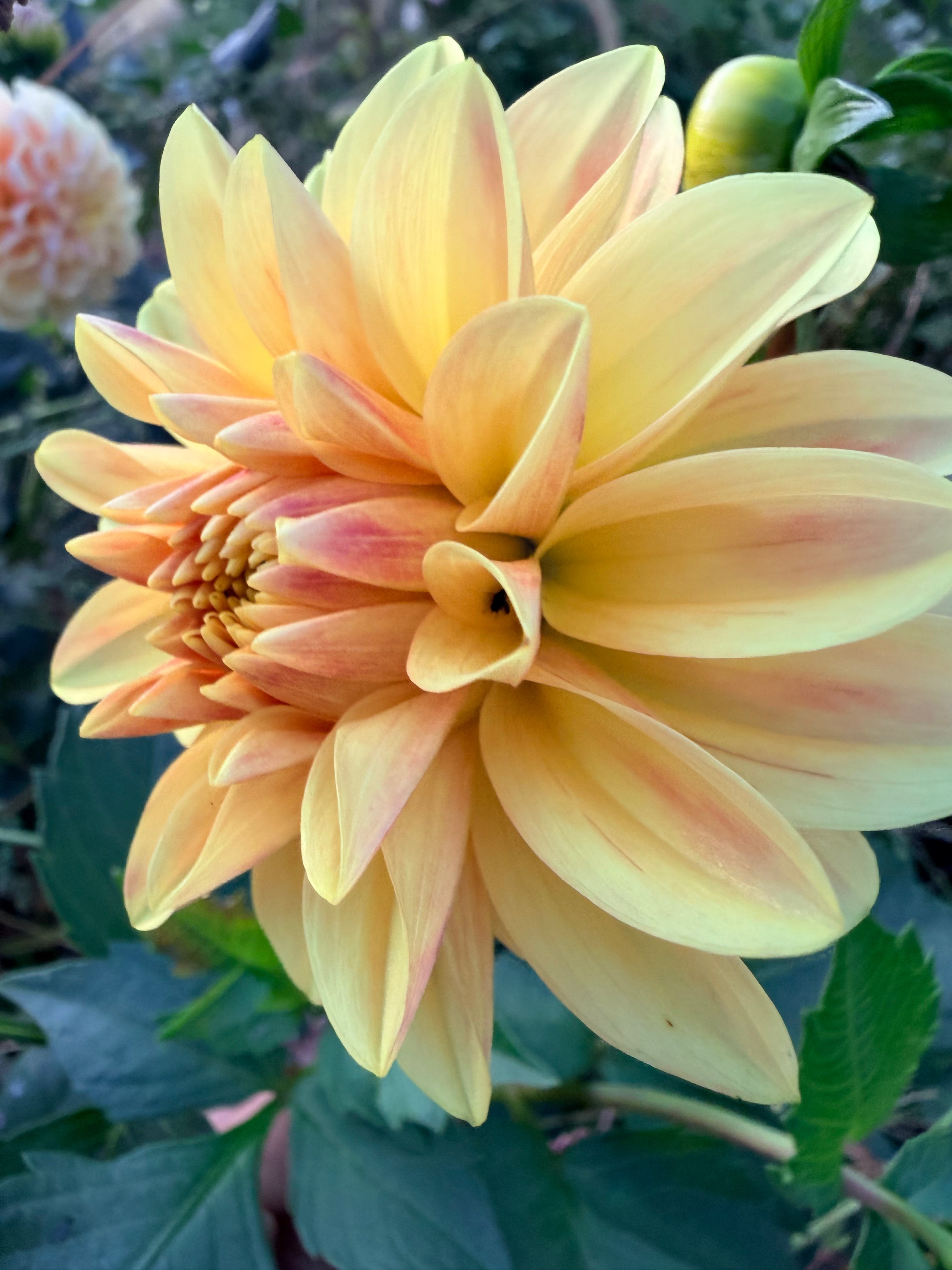 Lee's Gold Spark Dahlia Tuber