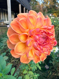 Thicket's Bronzy Bear Dahlia Tuber