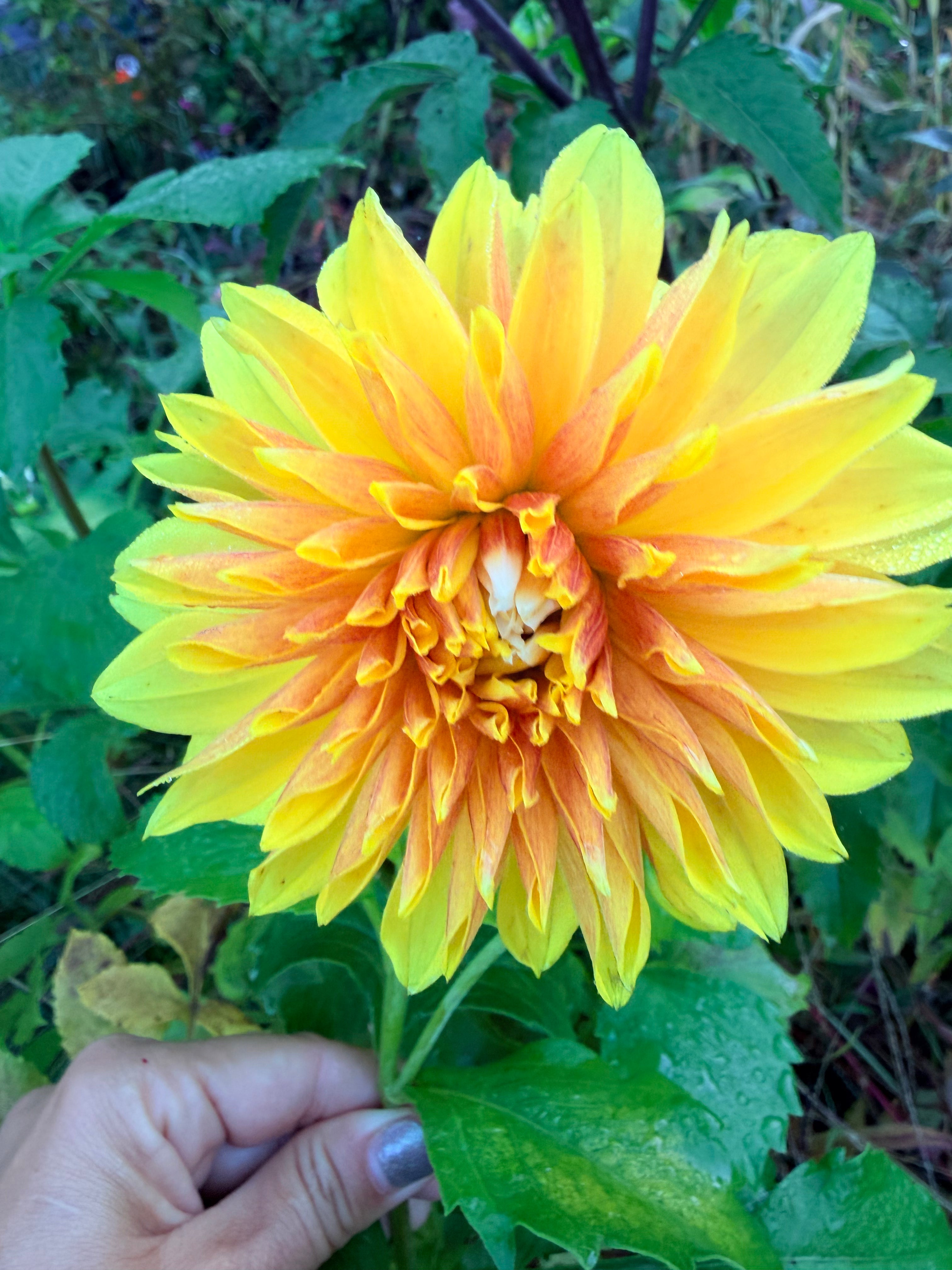 Sandia Candy Corn Dahlia Tuber