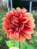 Bloomquist York Dahlia Tuber