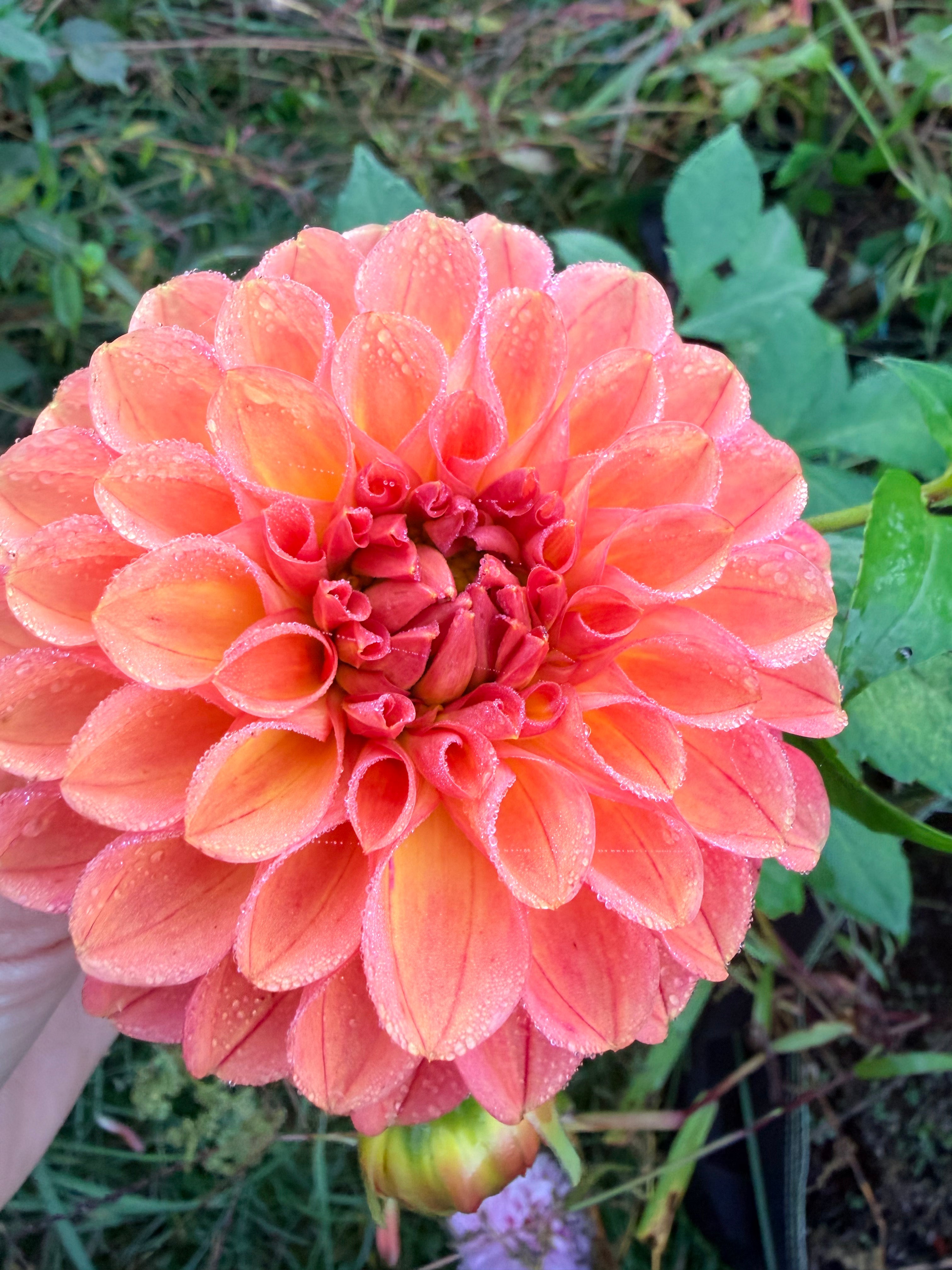Lee's Orange-a-Tang Dahlia Tuber