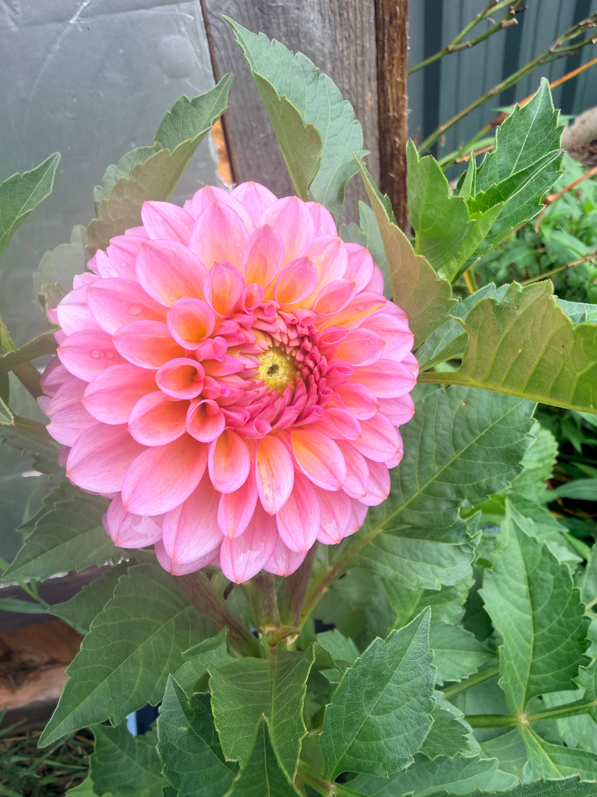 RM Summer Haze Dahlia Tuber
